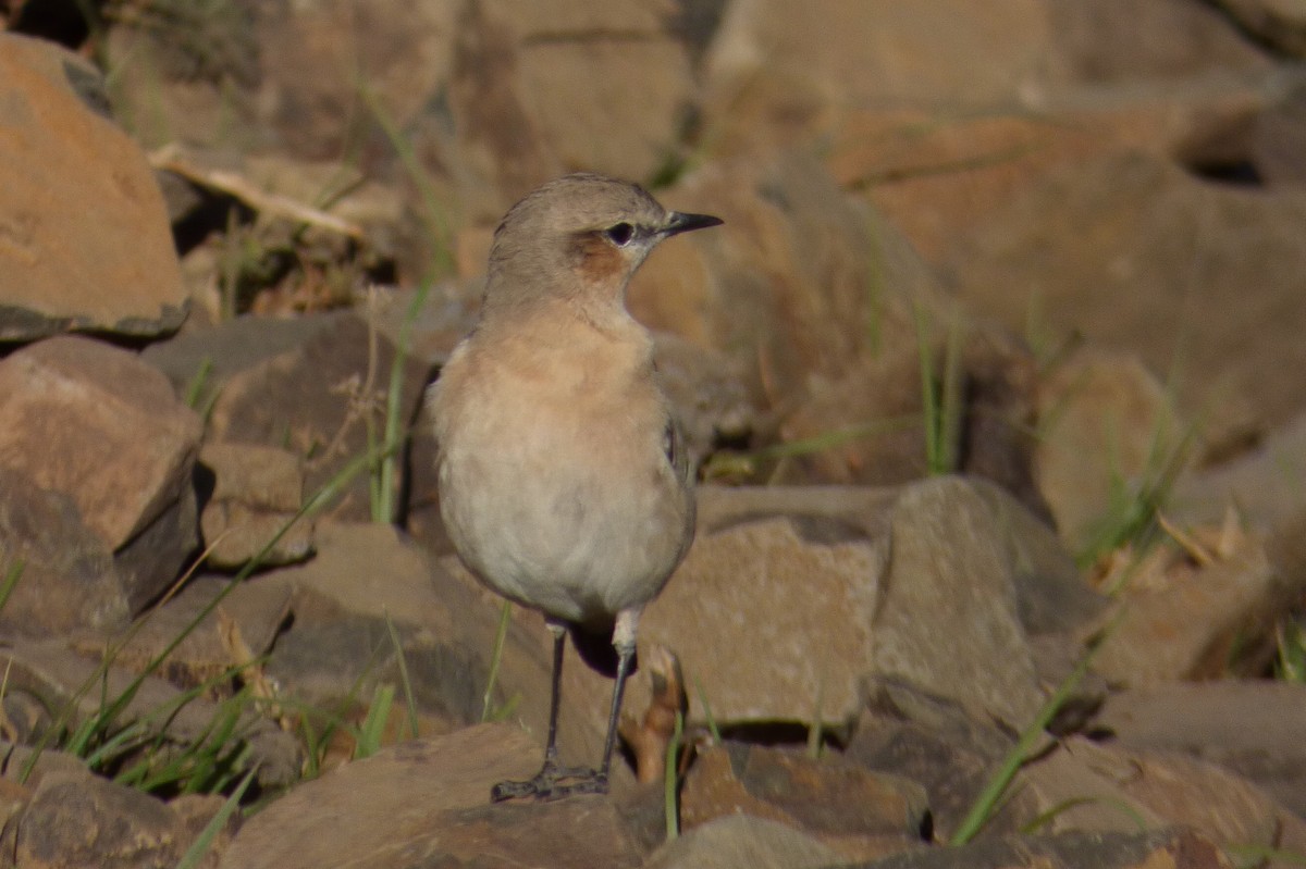 Isabelline Wheatear - ML89386461