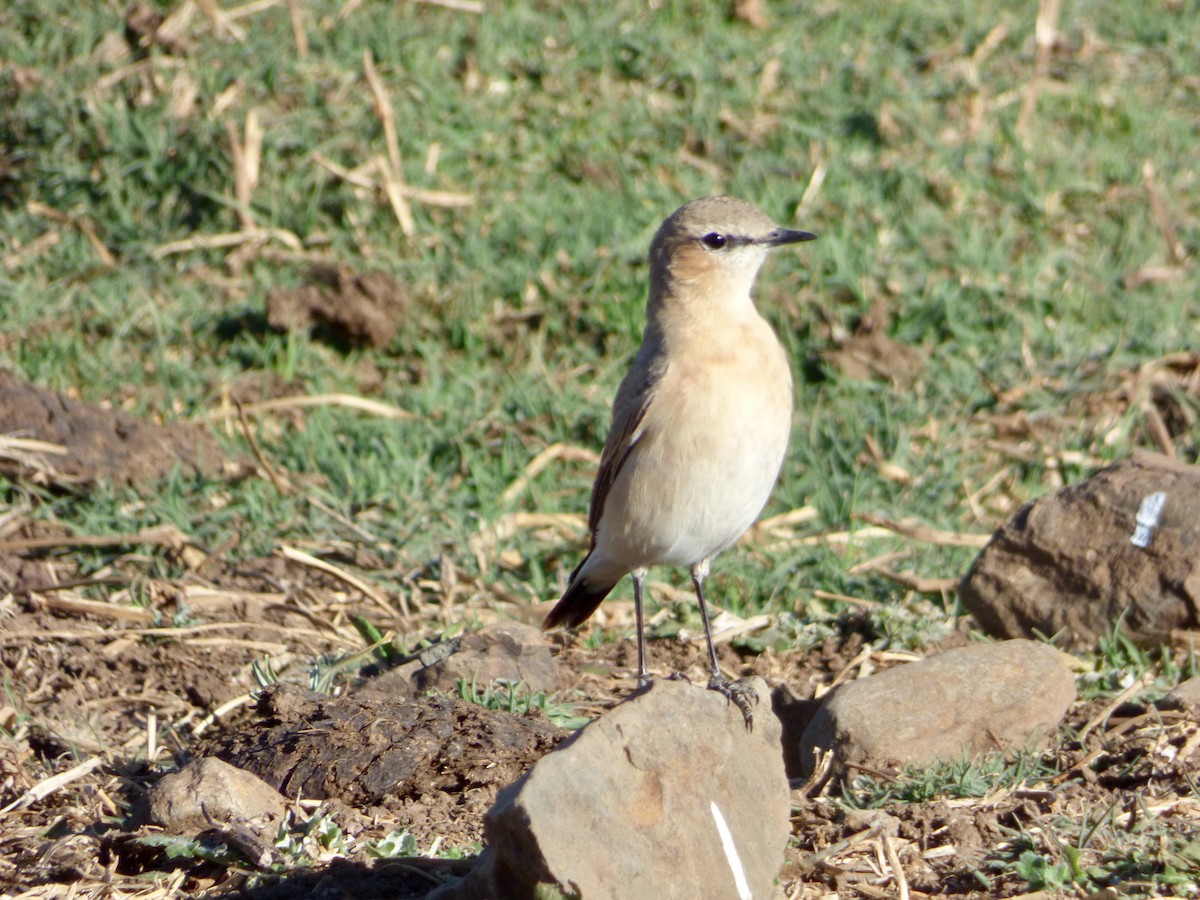 Isabelline Wheatear - ML89386671