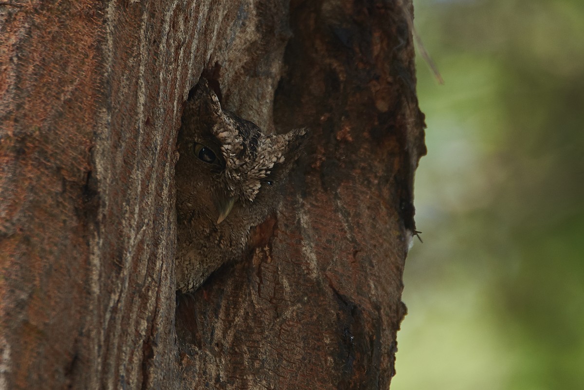 Peruvian Screech-Owl - ML89387021