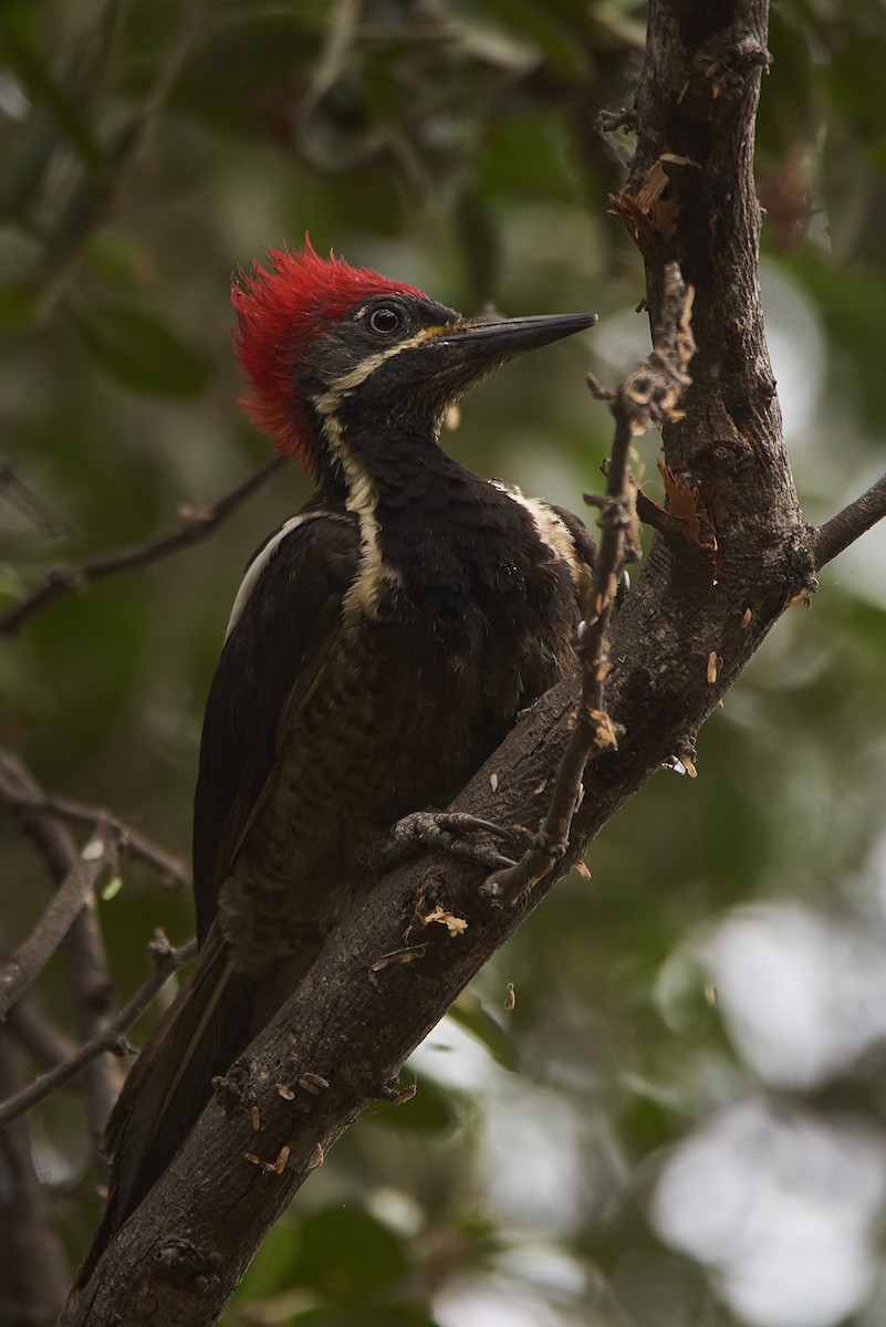 Lineated Woodpecker - Anonymous