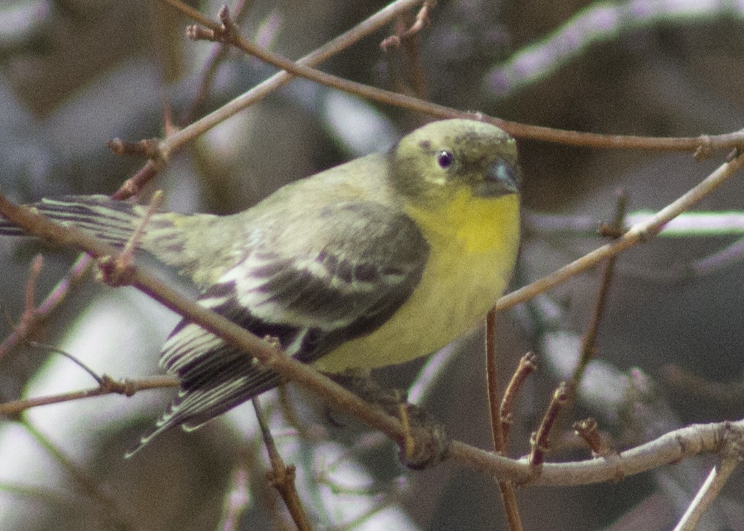 Lesser Goldfinch - ML89387981