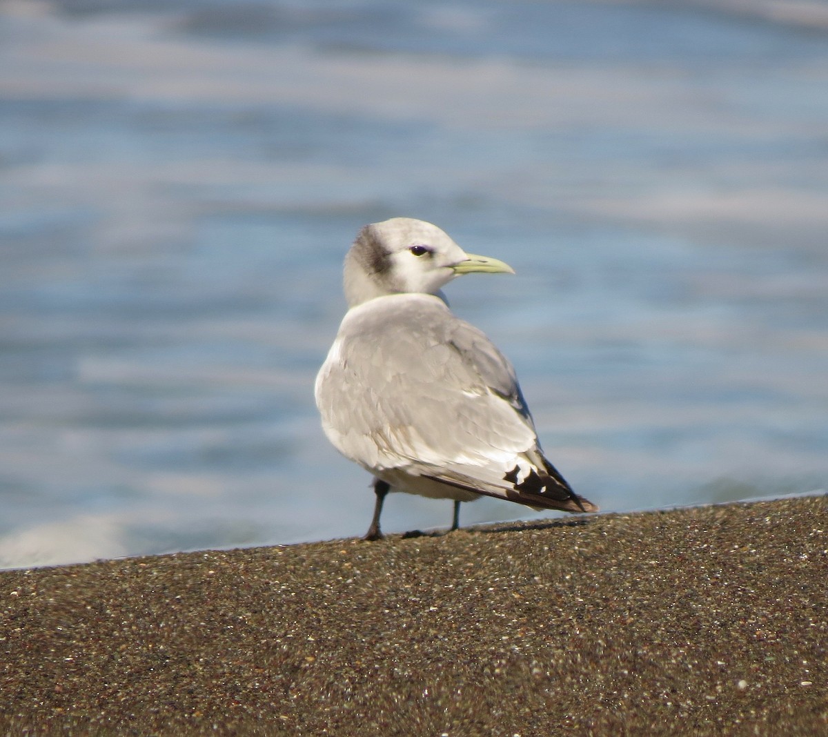 Black-legged Kittiwake - Petra Clayton