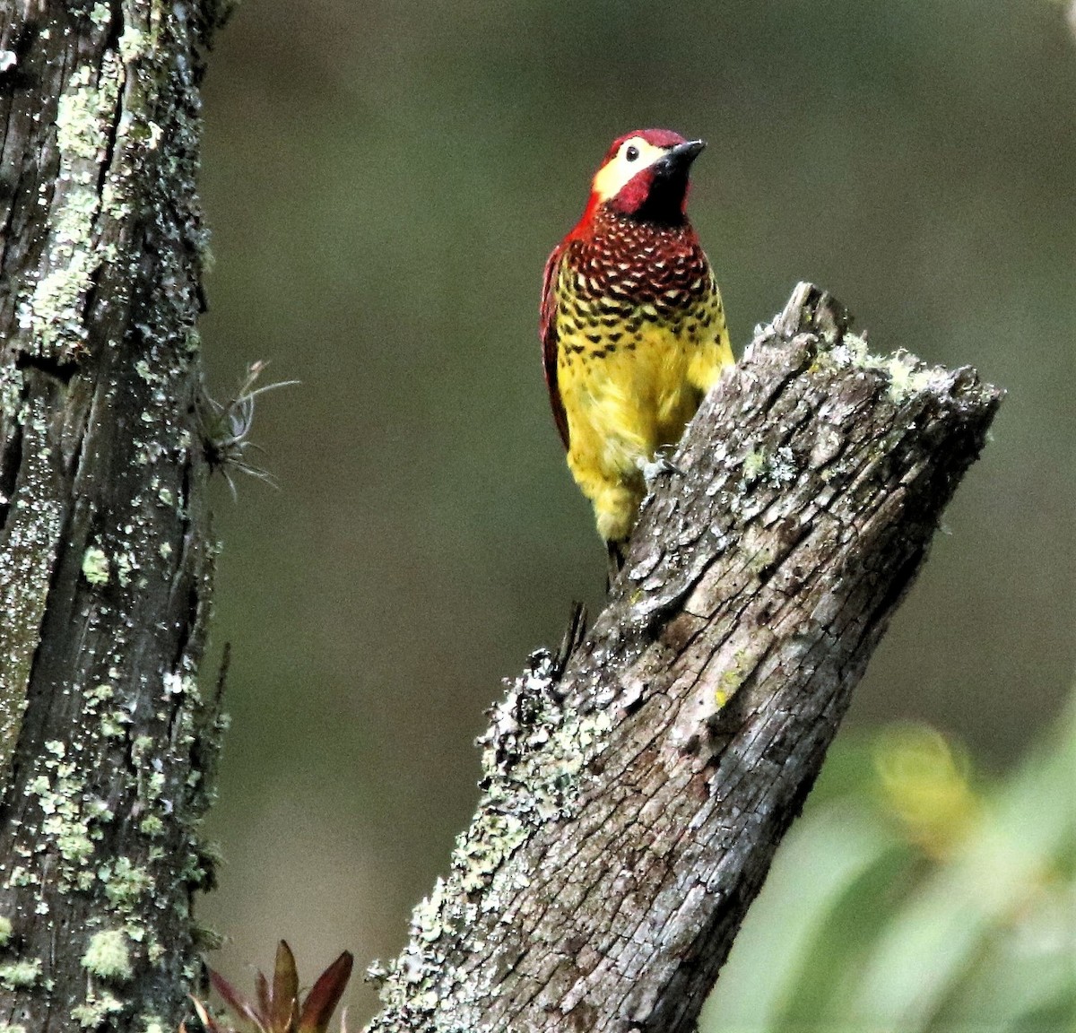 Crimson-mantled Woodpecker - Beth Mangia