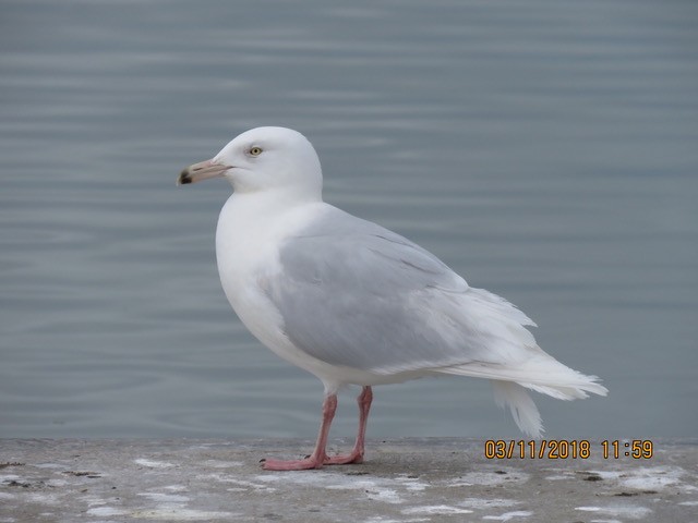 Glaucous Gull - Lori Brumbaugh