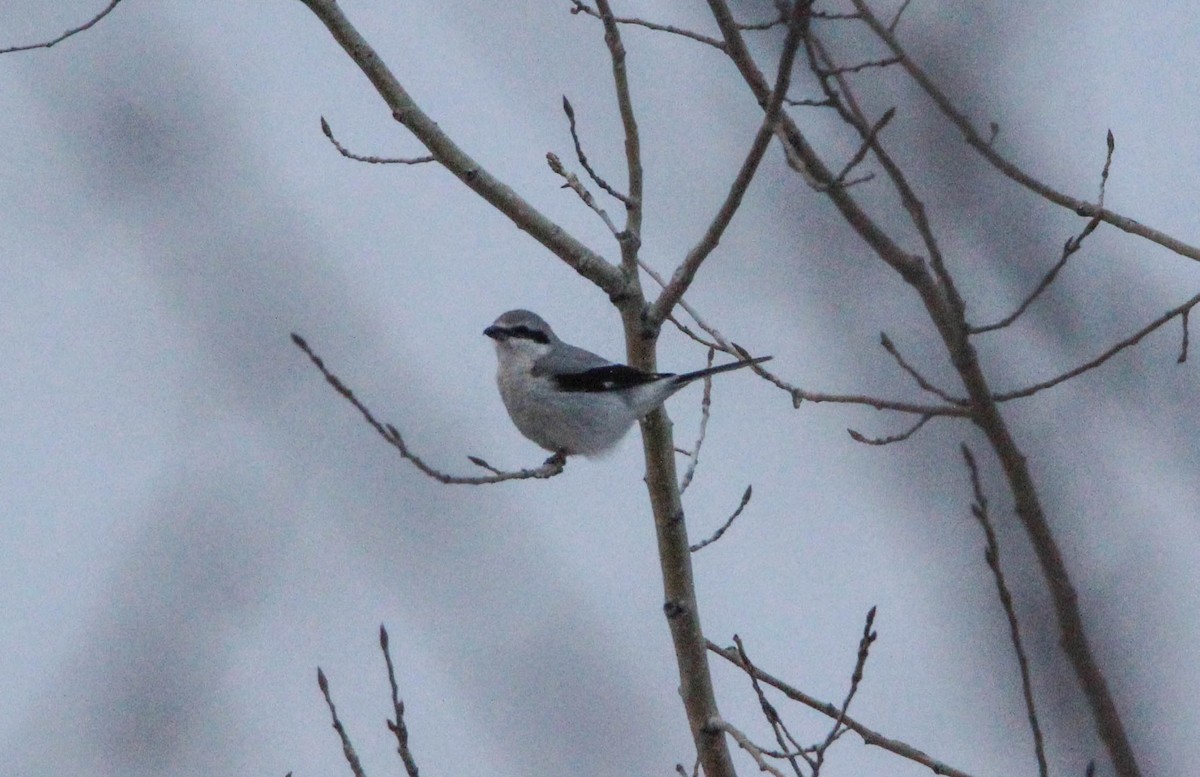 Northern Shrike - emily weber