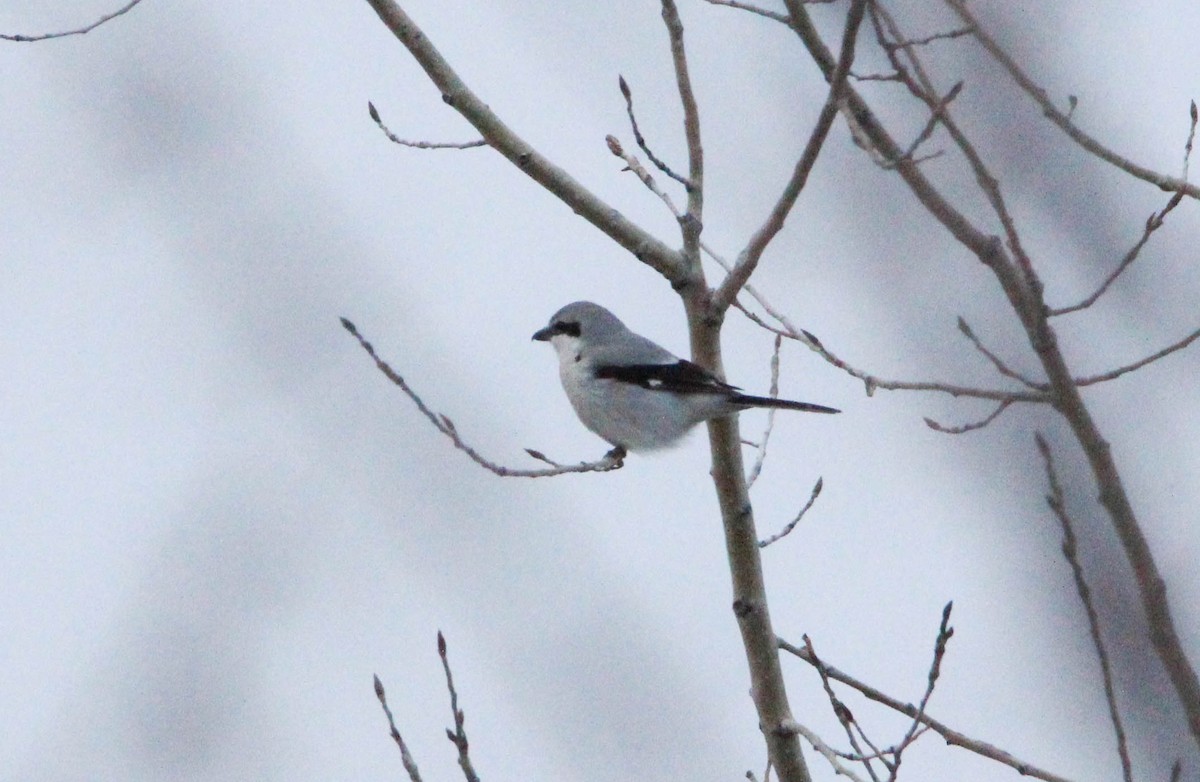 オオモズ - ML89391641