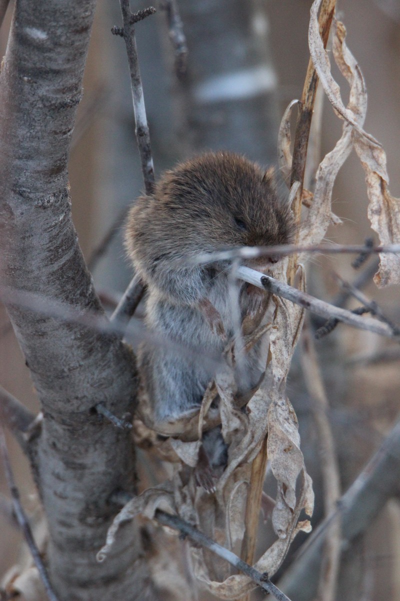 オオモズ - ML89391701