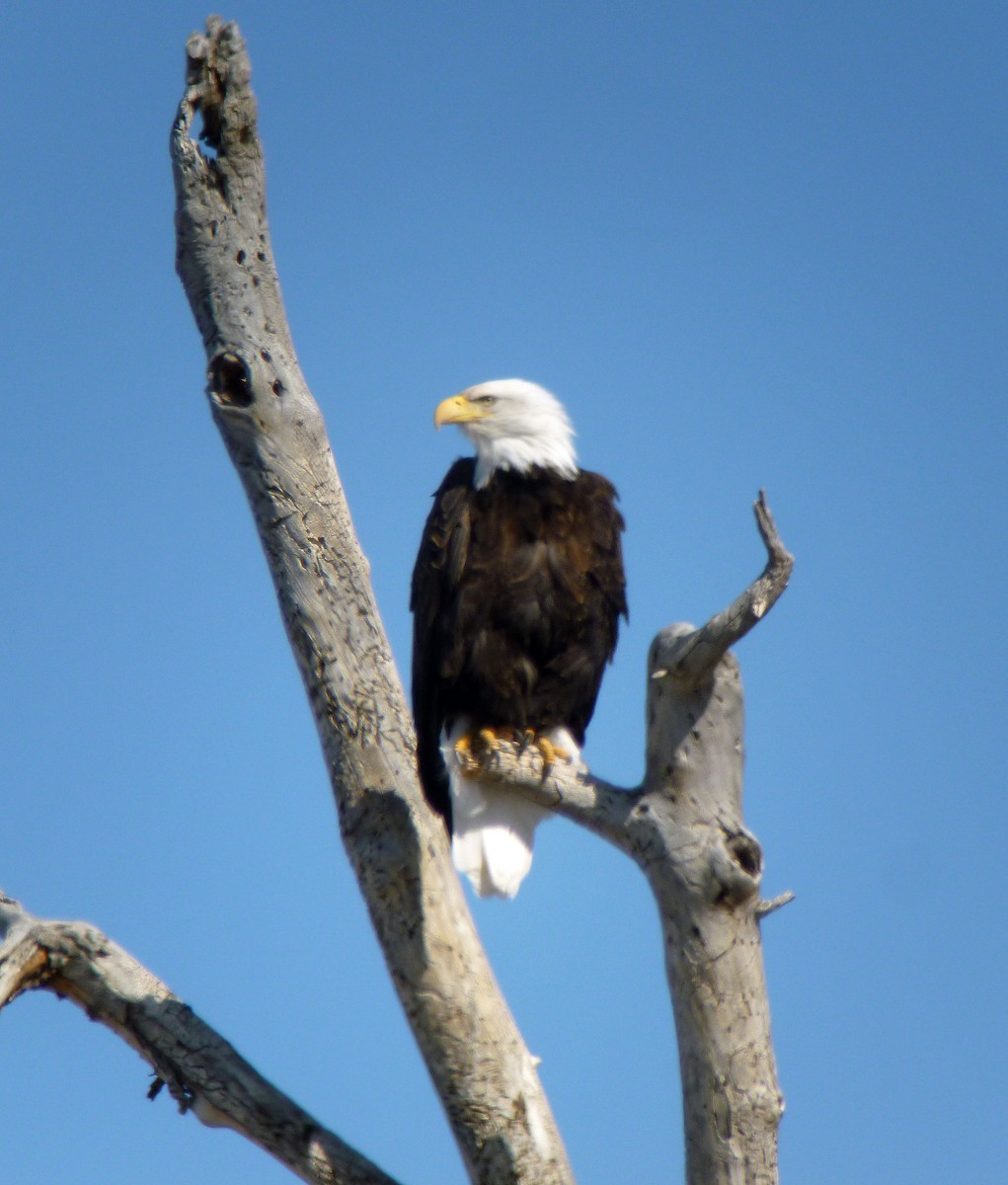 Weißkopf-Seeadler - ML89392951