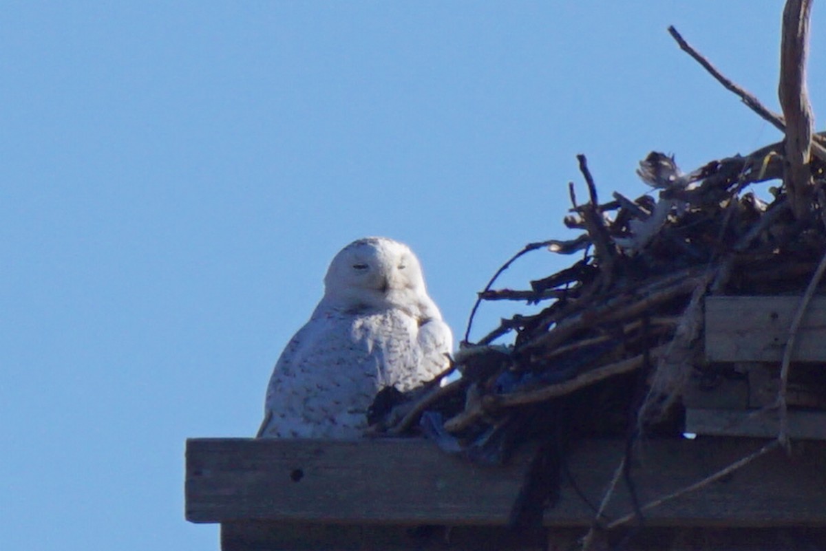 Snowy Owl - Meg Ocampo