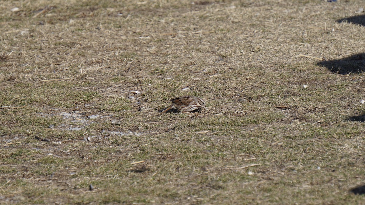 Song Sparrow - ML89395431