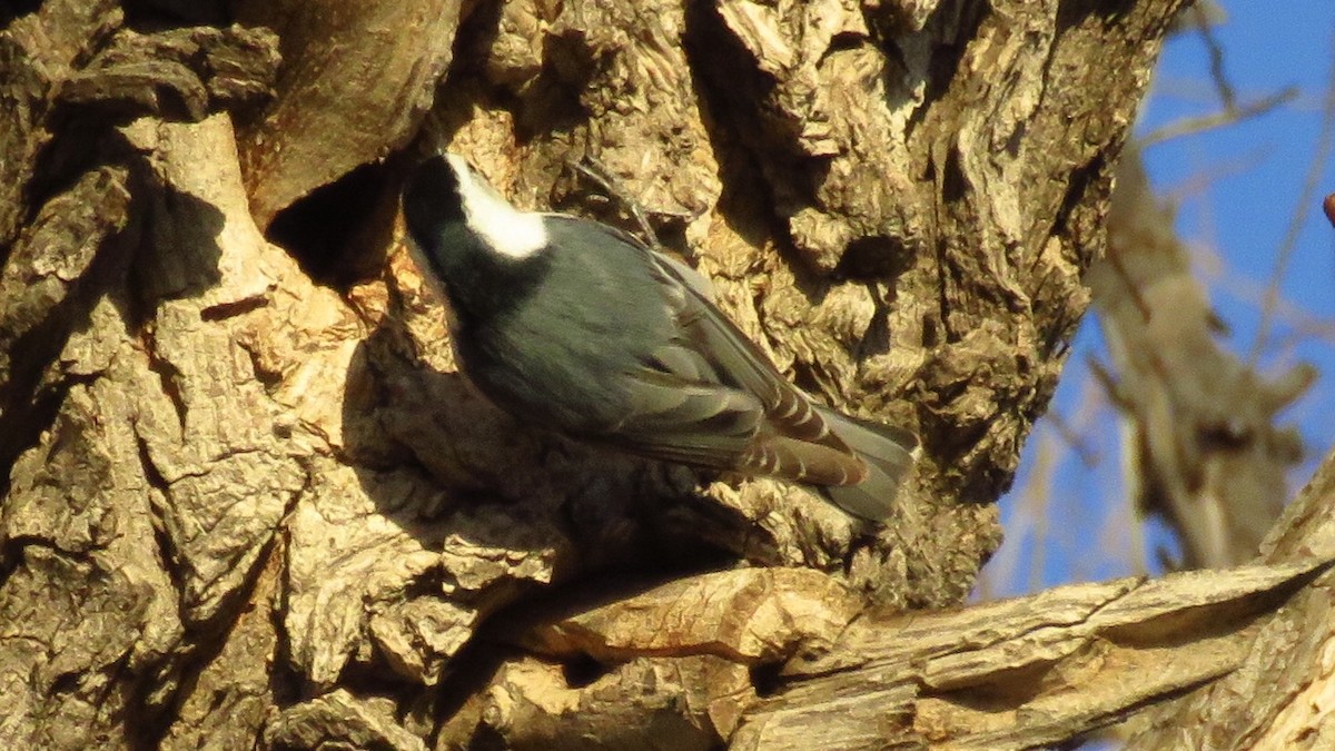 White-breasted Nuthatch (Interior West) - ML89397481