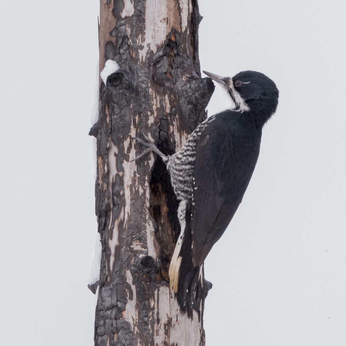 Black-backed Woodpecker - ML89397501