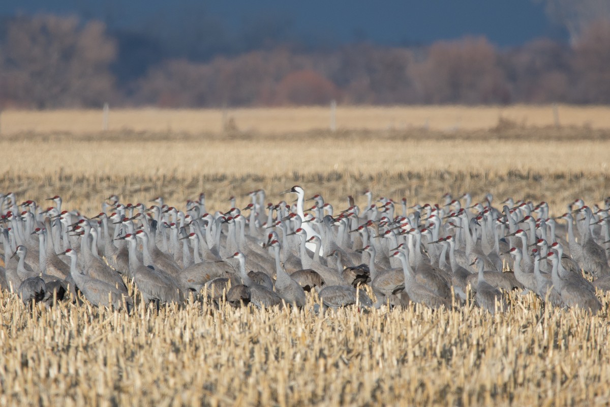 Whooping Crane - ML89398411