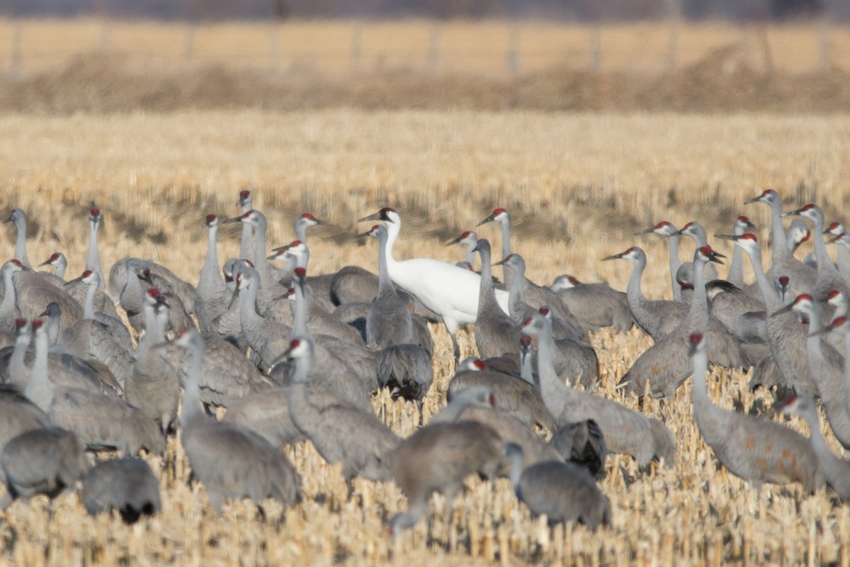 Whooping Crane - ML89398591