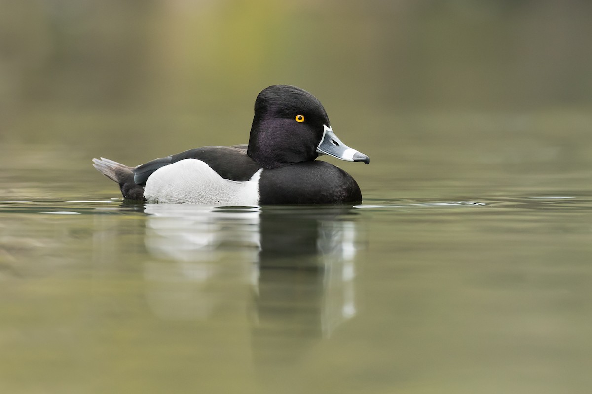 Ring-necked Duck - ML89398921