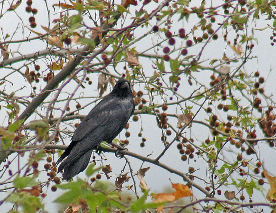 Common Raven - ML89401581