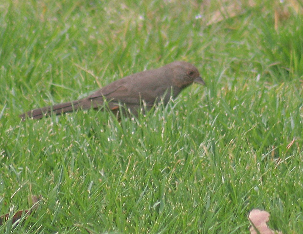 California Towhee - john fitch