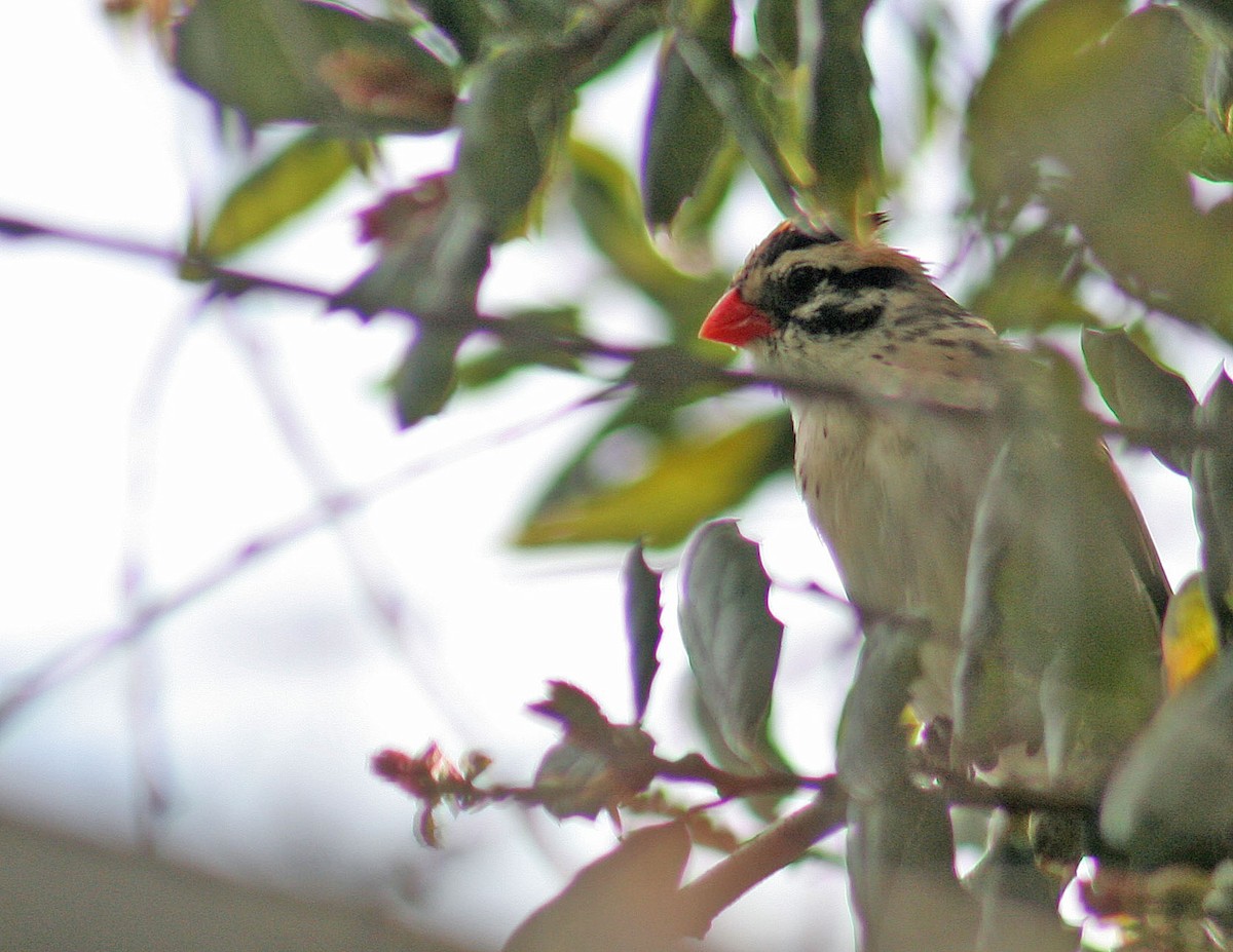 Pin-tailed Whydah - ML89401981