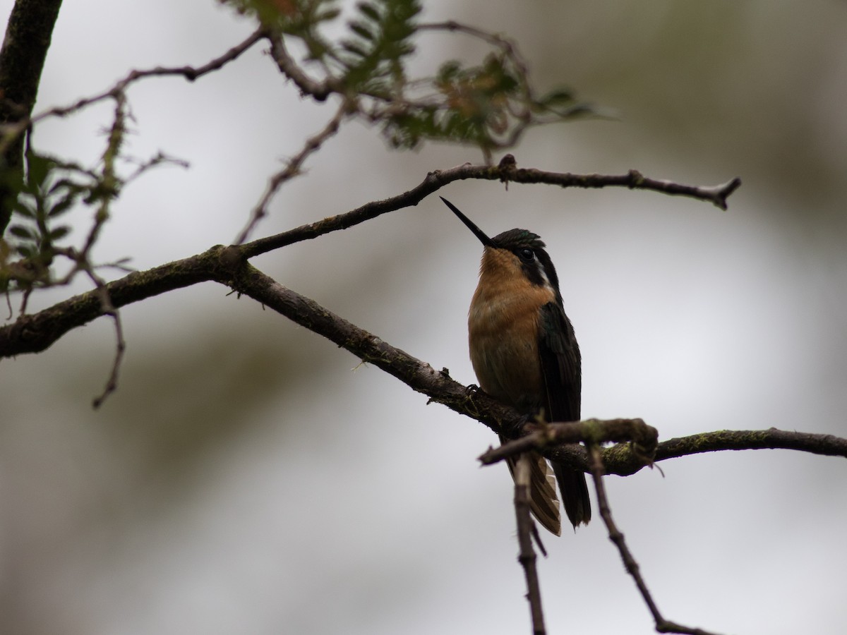 kolibřík fialovohrdlý - ML89402821