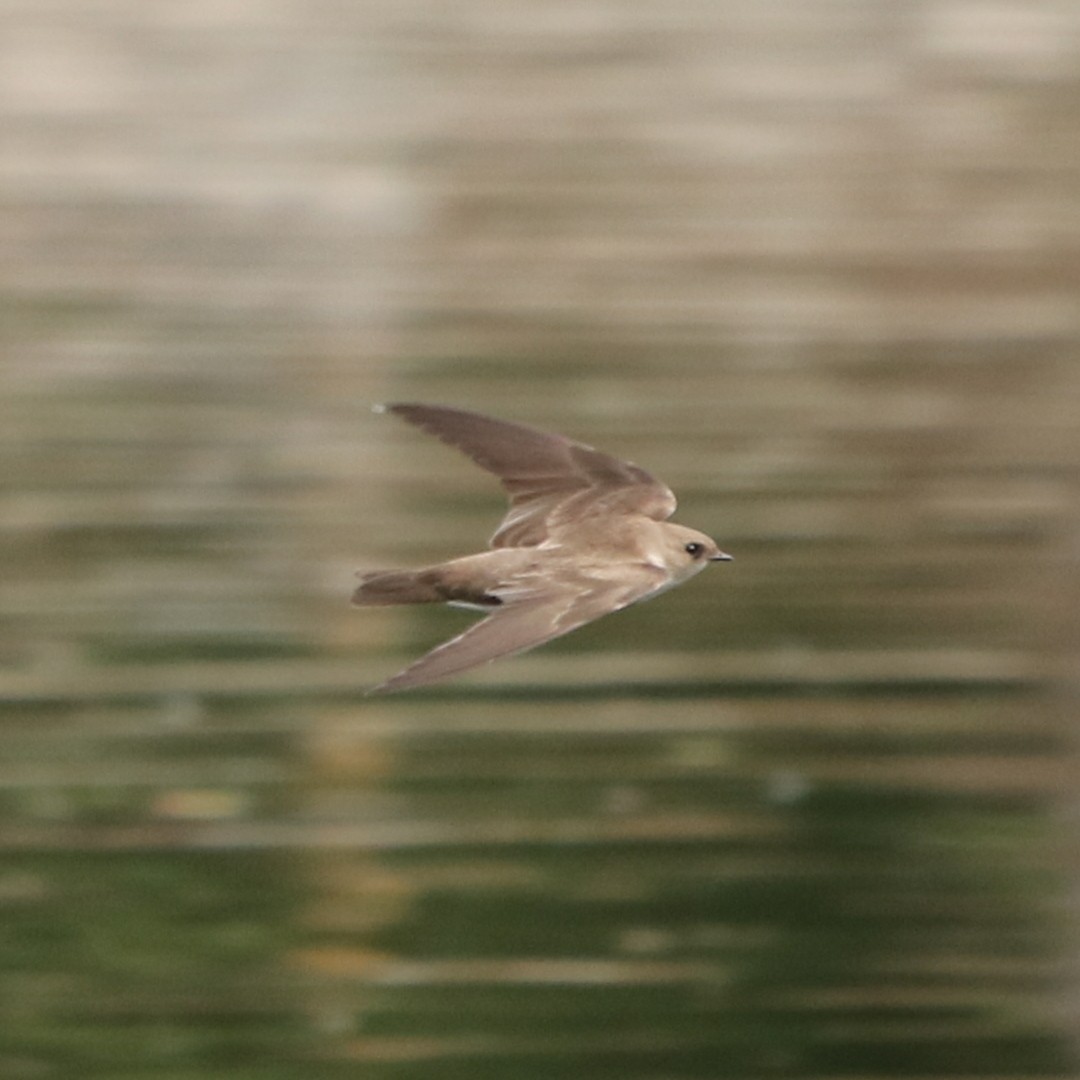 Northern Rough-winged Swallow - ML89403621