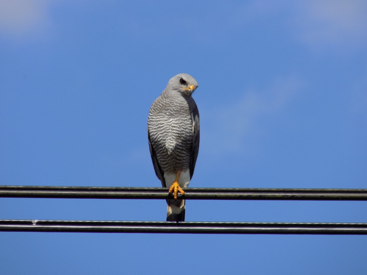 Gray Hawk - ML89405051