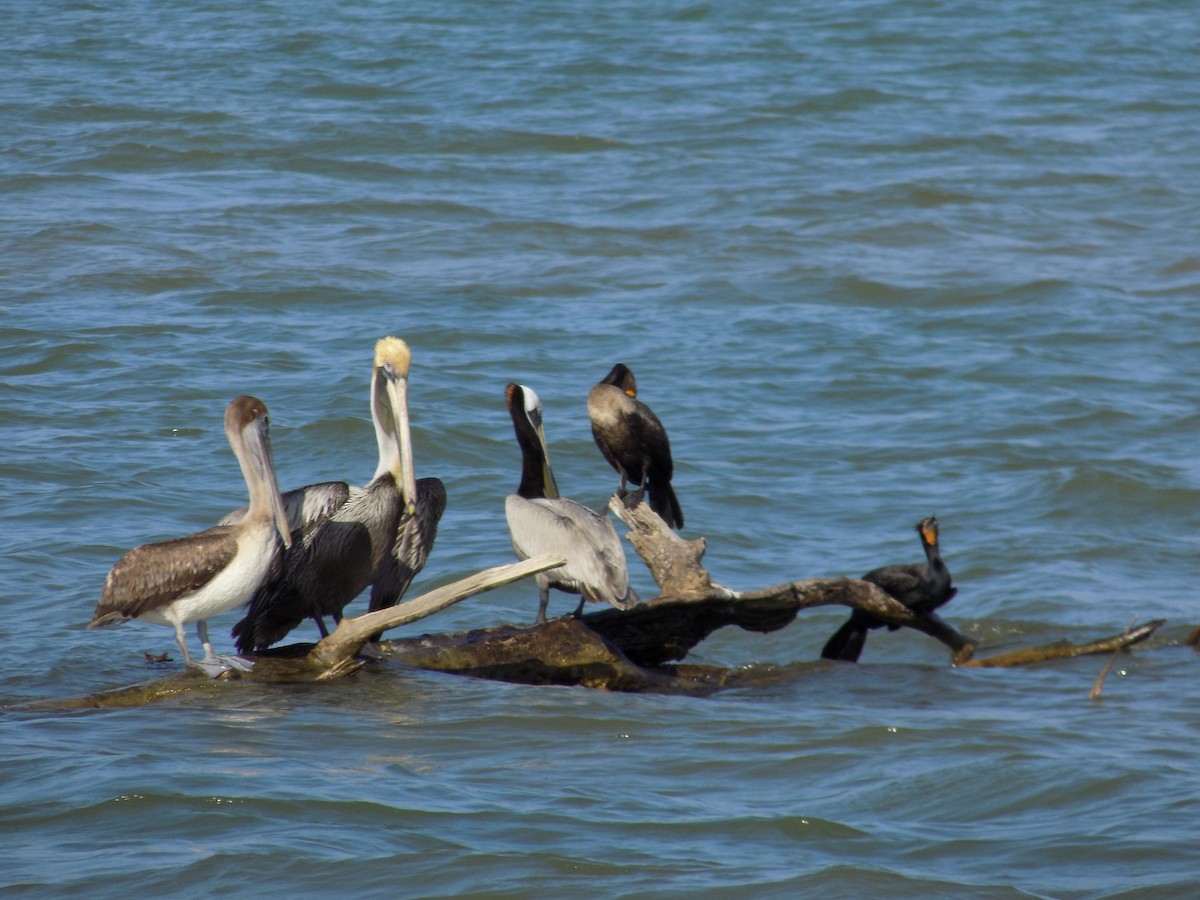 Brown Pelican - ML89405321