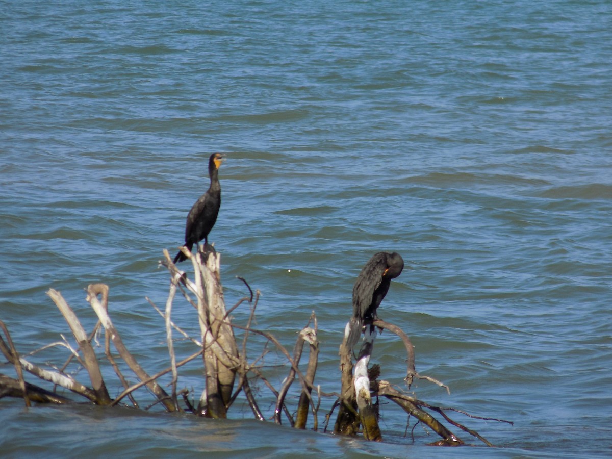 Cormoran à aigrettes - ML89405671