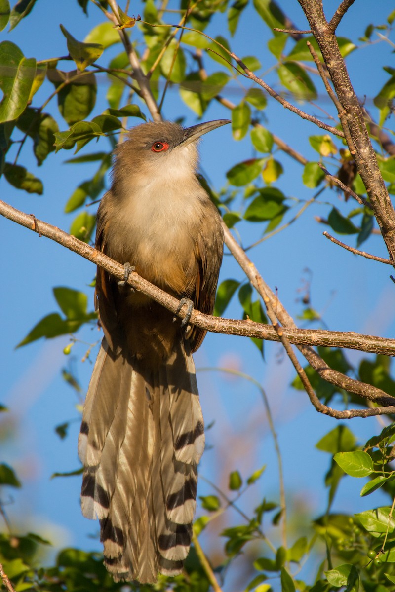 Great Lizard-Cuckoo - Jean-Sébastien Guénette