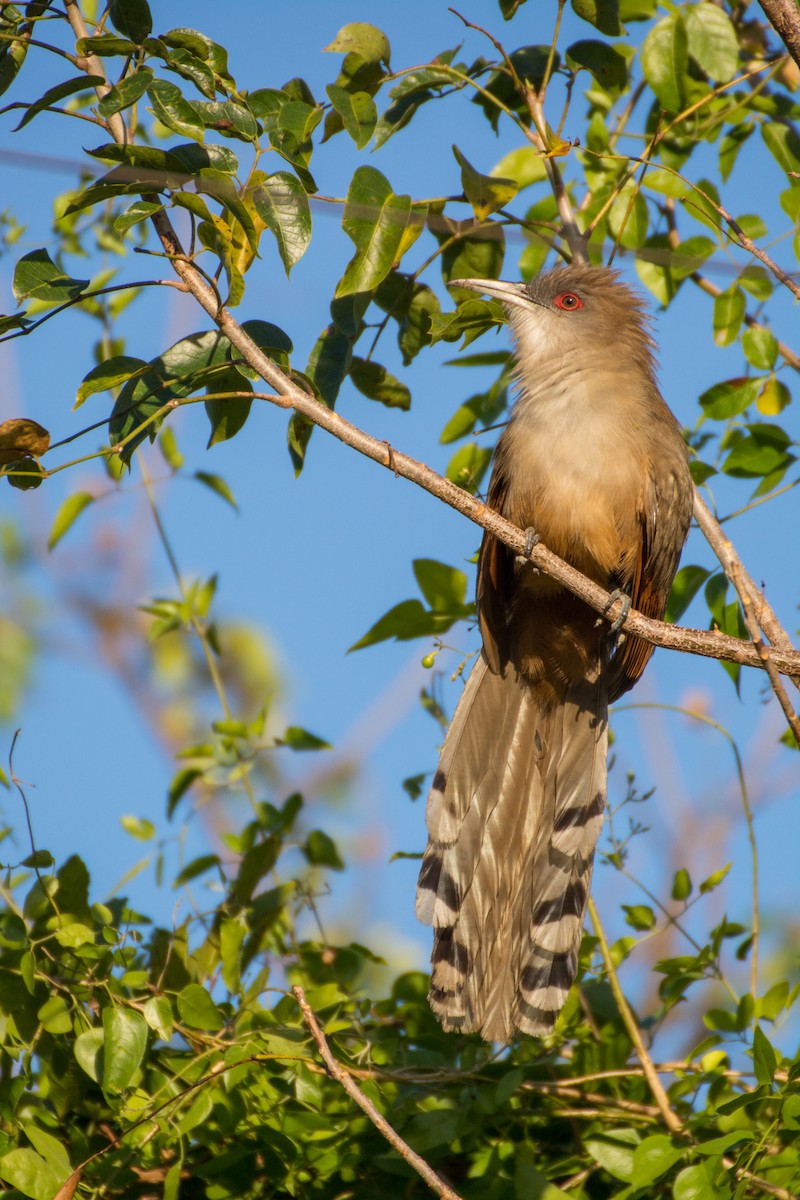 Great Lizard-Cuckoo - Jean-Sébastien Guénette