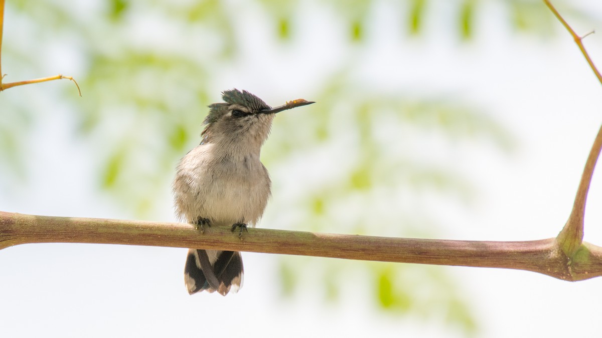 Bee Hummingbird - Jean-Sébastien Guénette