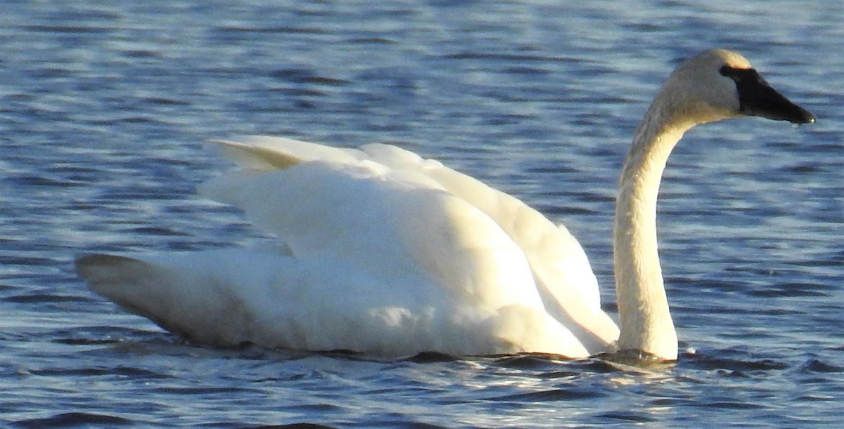 Tundra Swan - Carol Baird Molander