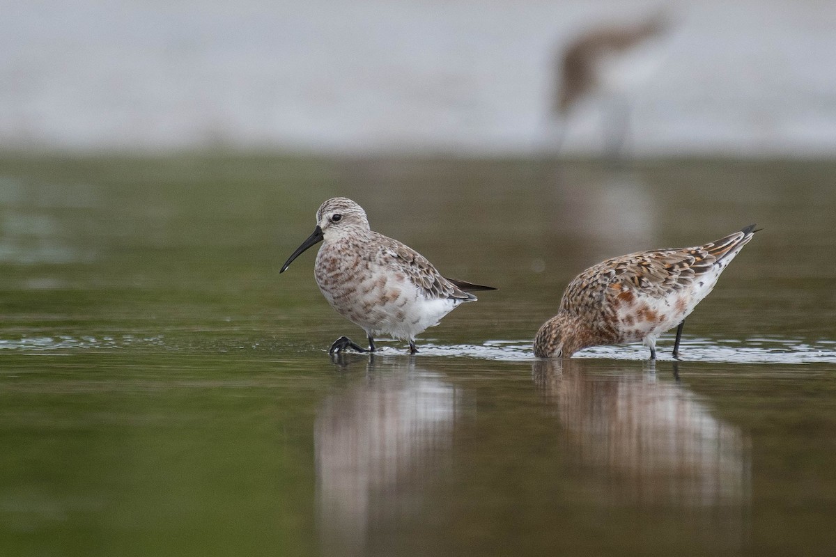 Curlew Sandpiper - Terence Alexander