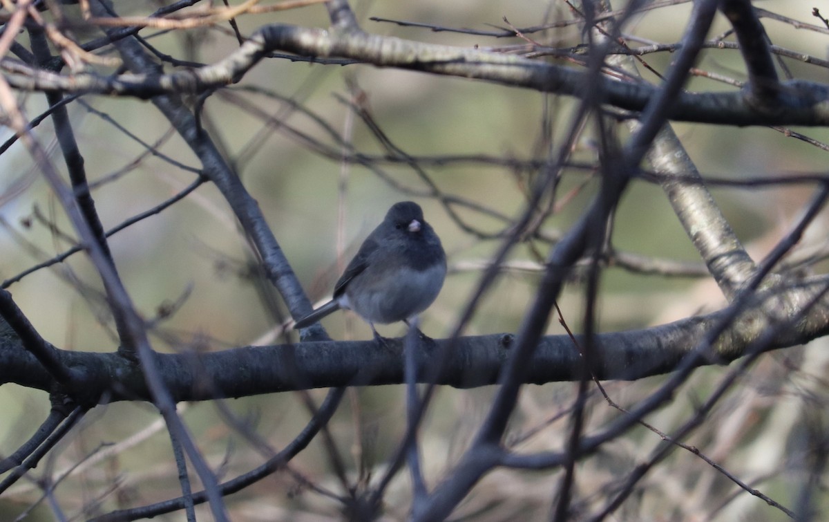 Юнко сірий (підвид hyemalis/carolinensis) - ML89407521