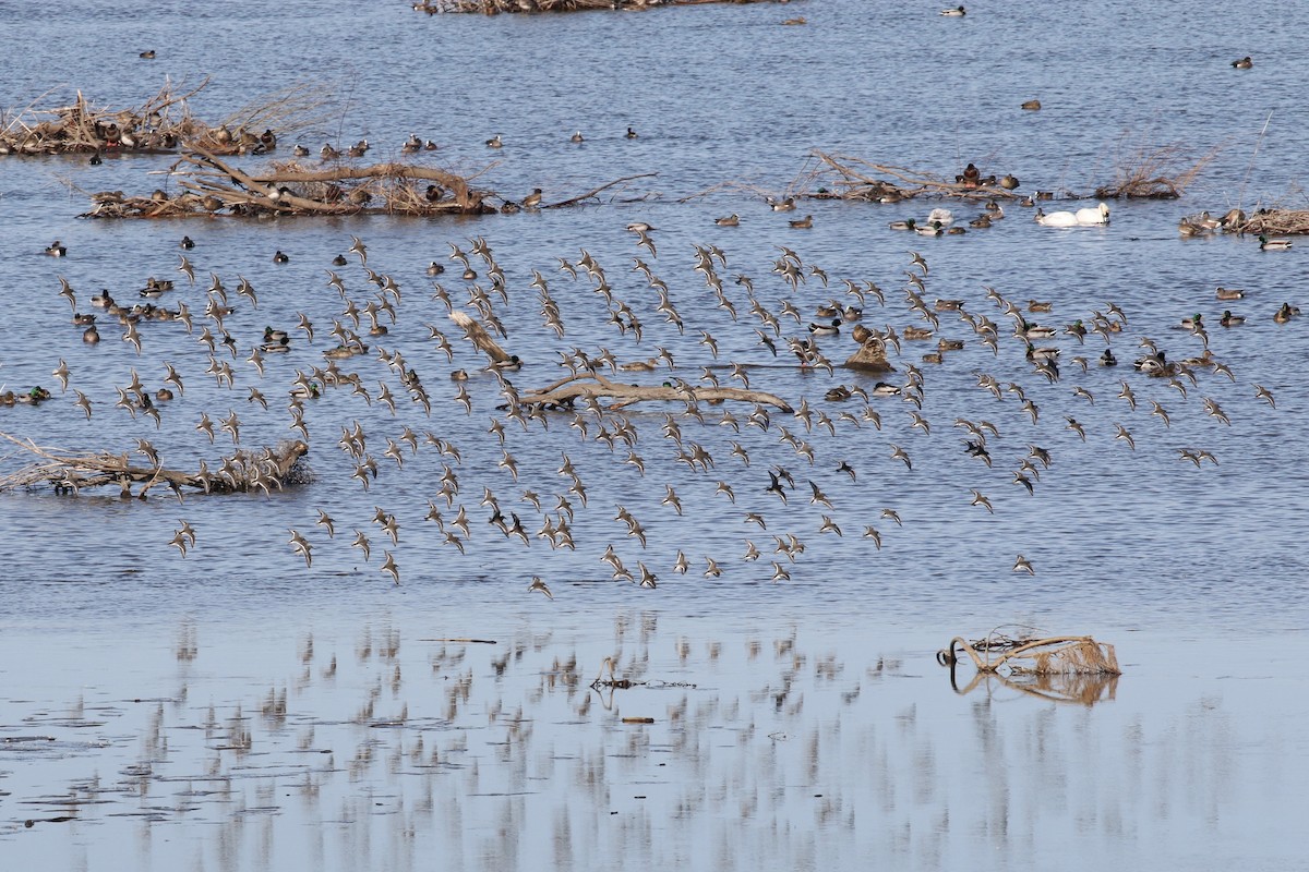 Dunlin - ML89408561