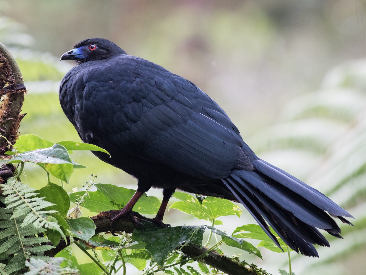 Schwarzguan - ML89408811