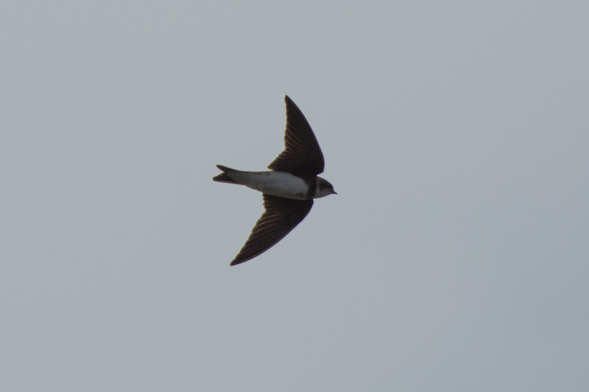 Bank Swallow - Conor Scotland