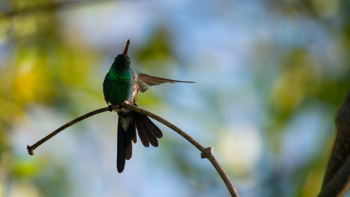 Cuban Emerald - Jean-Sébastien Guénette