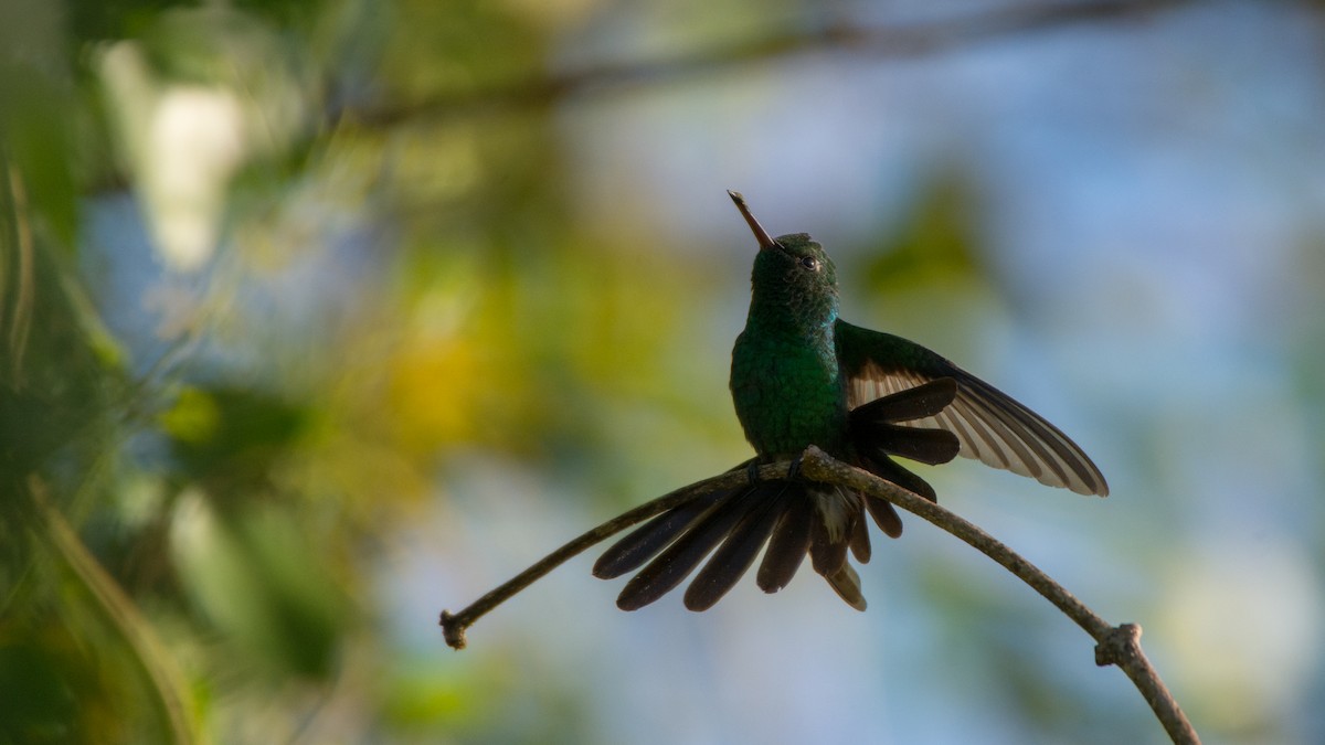 kolibřík kubánský - ML89410191