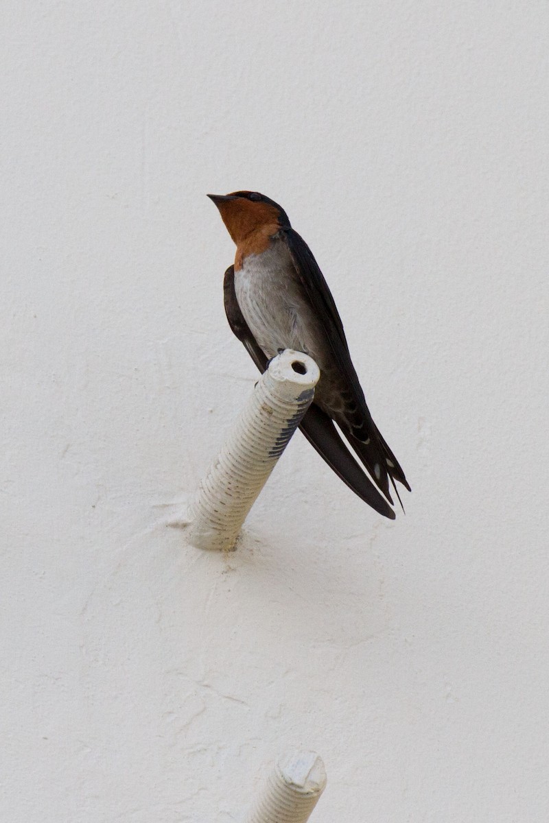 Pacific Swallow - ML89410211