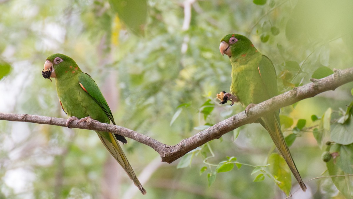 aratinga kubánský - ML89410401