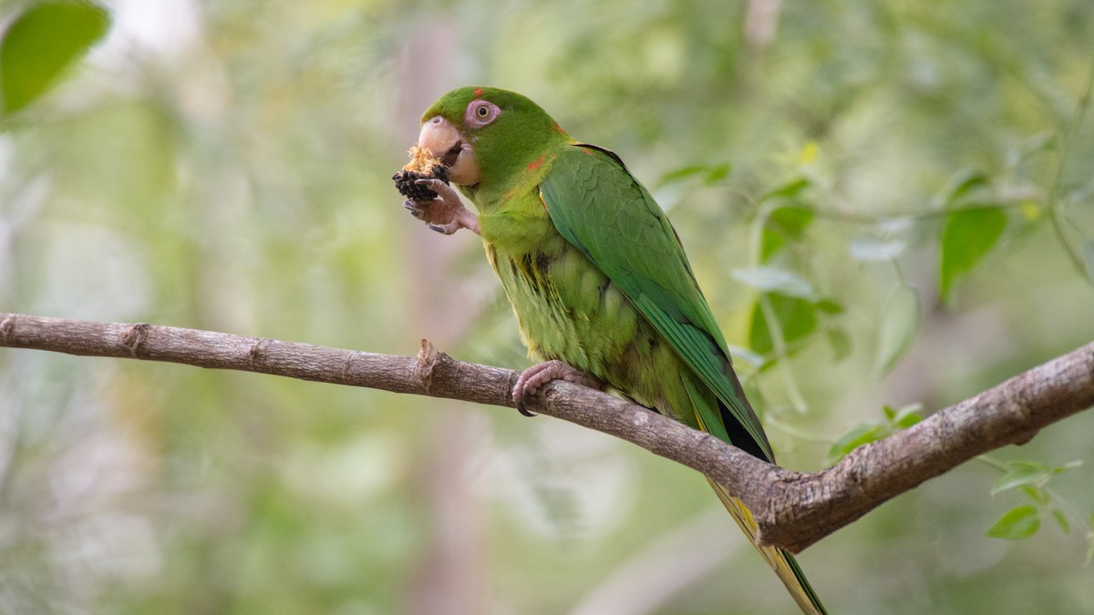 Cuban Parakeet - ML89410411