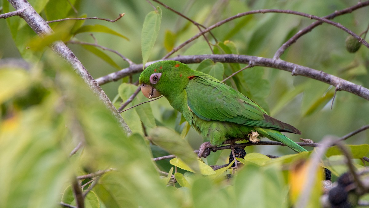 aratinga kubánský - ML89410461