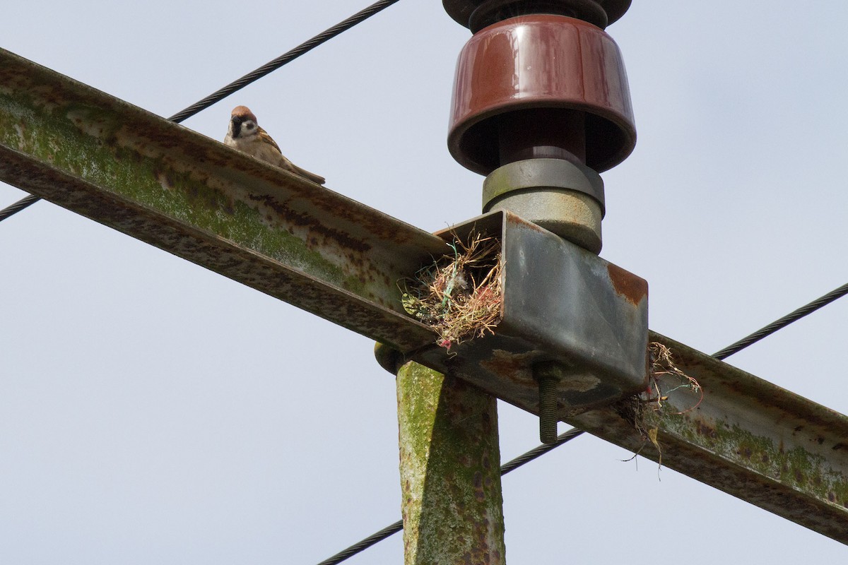 Eurasian Tree Sparrow - ML89410721