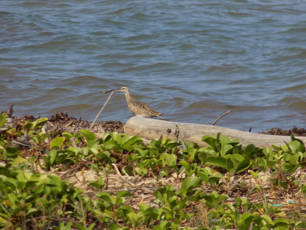 Whimbrel - ML89410951