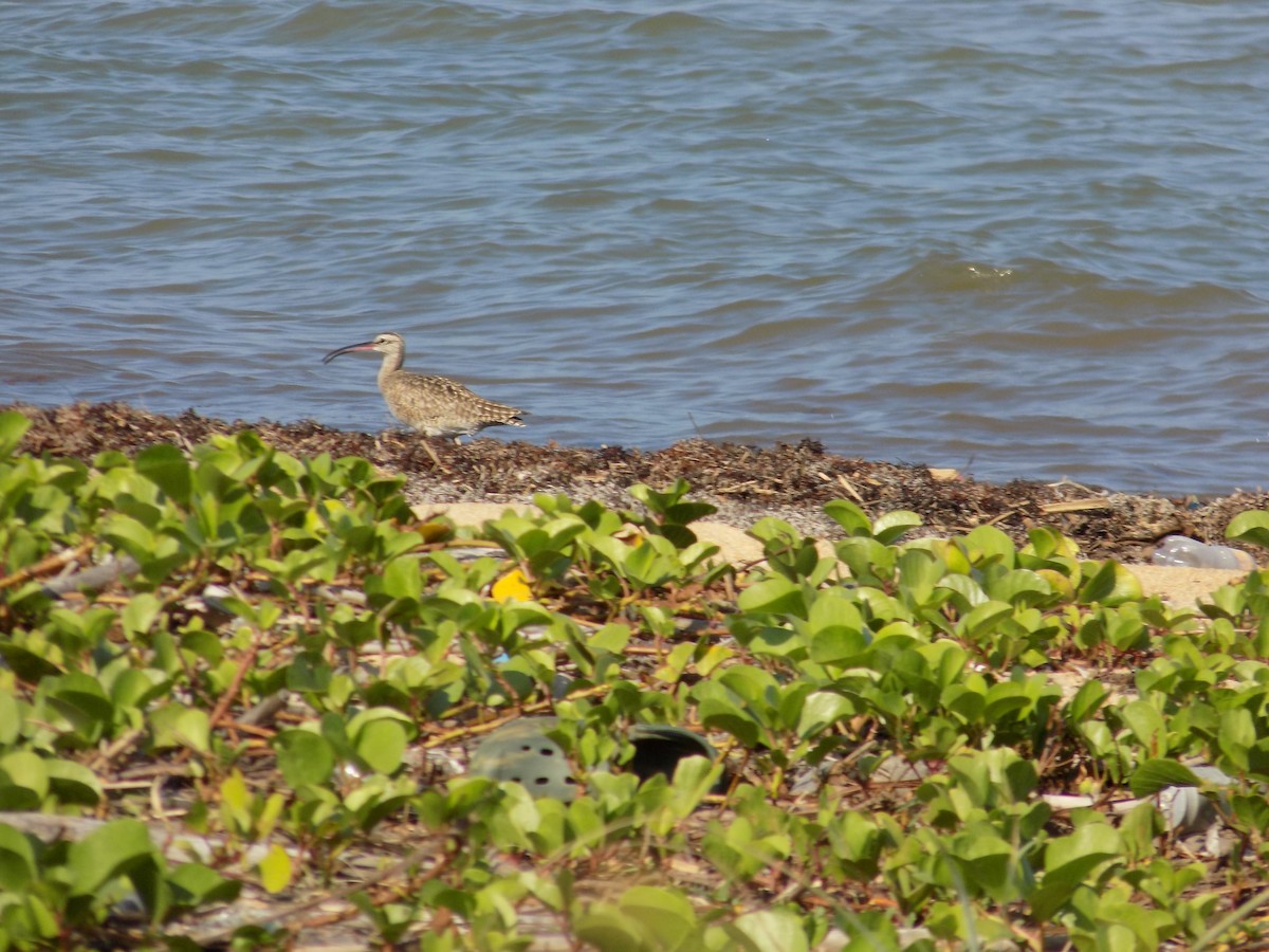 Regenbrachvogel - ML89410961