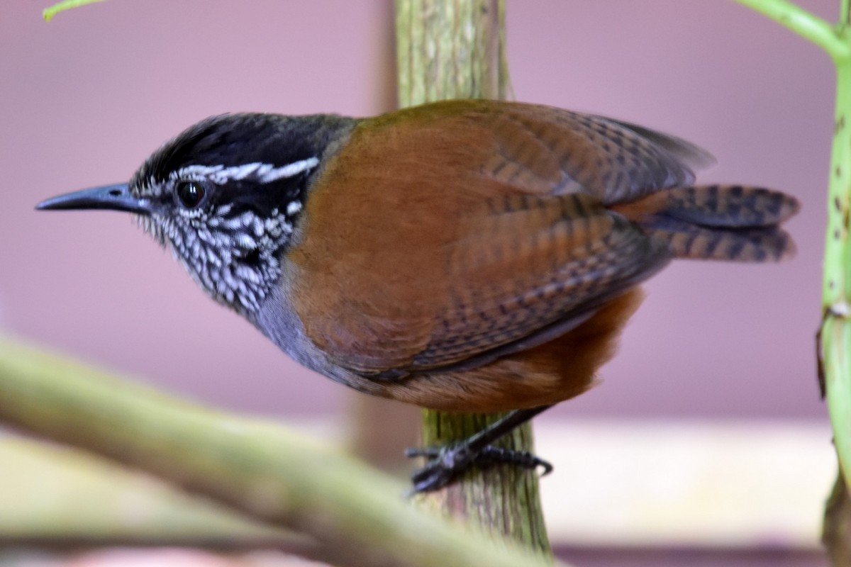 Gray-breasted Wood-Wren - ML89411431