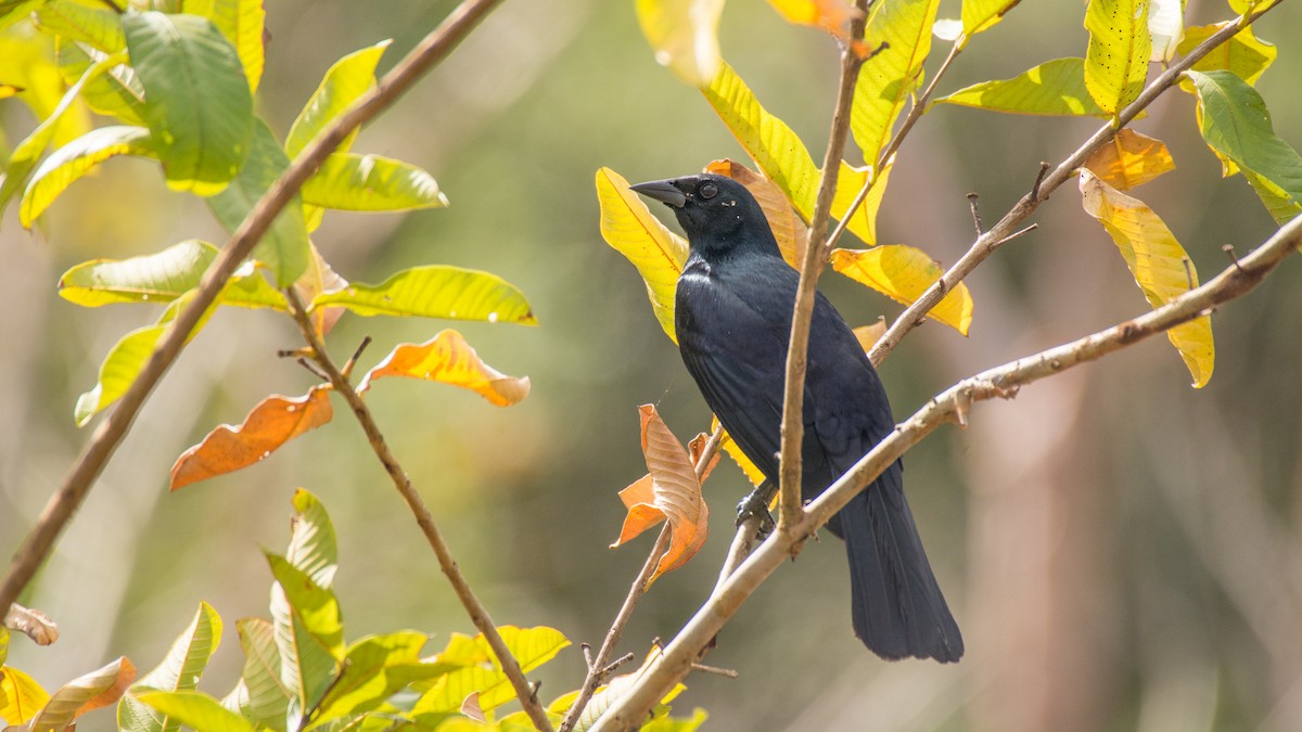 Cuban Blackbird - Jean-Sébastien Guénette