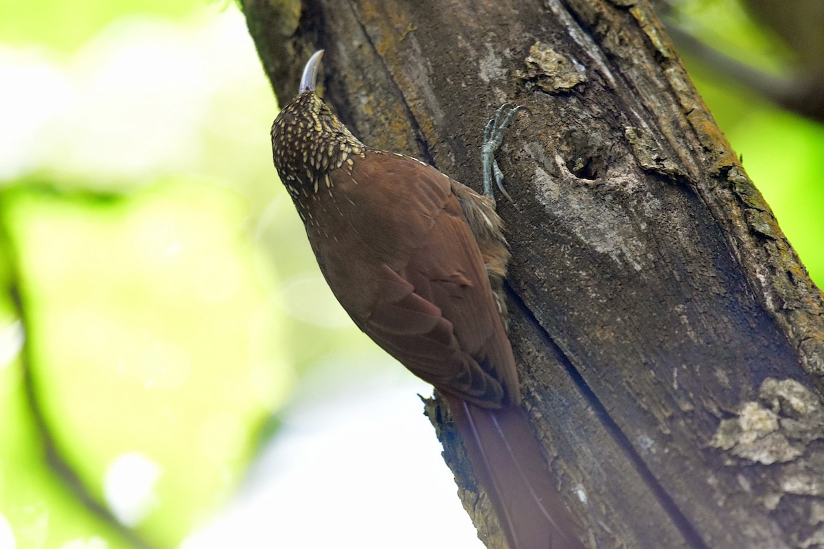 Spot-crowned Woodcreeper - ML89412171