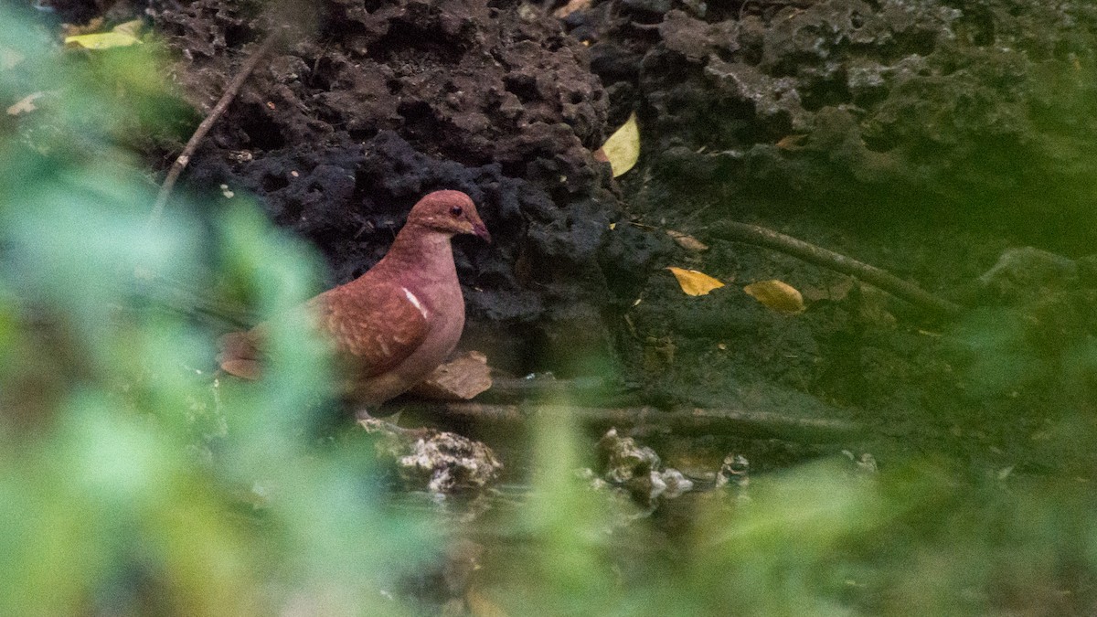 Ruddy Quail-Dove - ML89412211