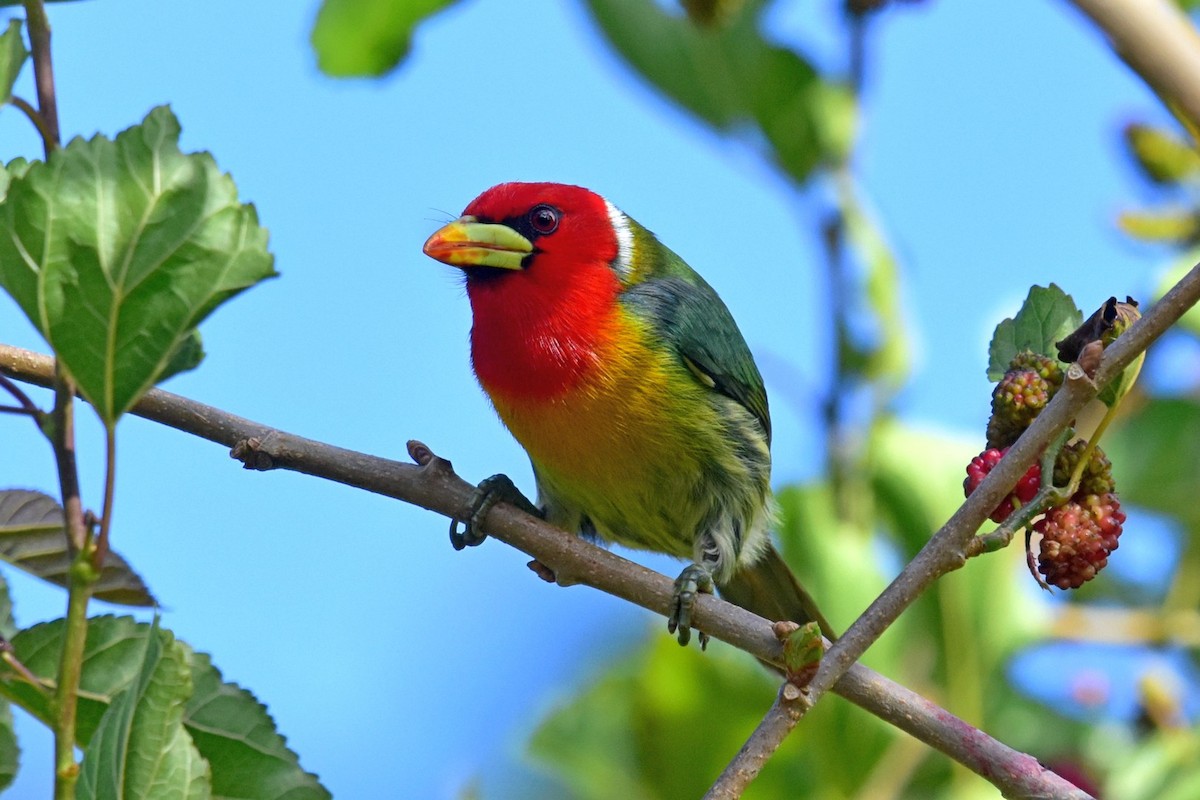 Red-headed Barbet - ML89412941